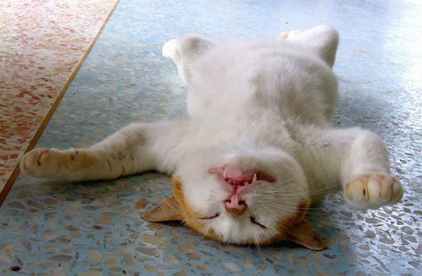 neko.jpg